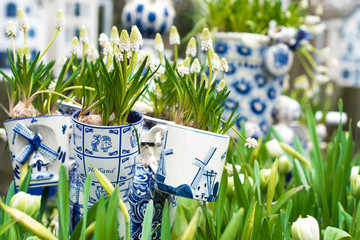typical scene of Netherlands: Dutch porcelain mugs with white tulips and other flowers in Keukenhof...