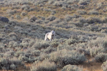 Chief Wolf 472F Agates pack  wild, non-captive wolf - Yellowstone National Park