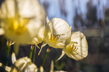 Flowers in the sun 