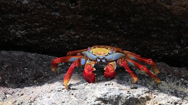 Sally lightfoot crab (Grapsus grapsus) on Genovesa Island in Galapagos National Park, Ecuador