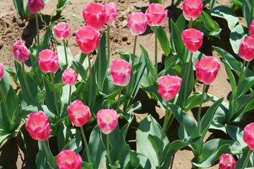 View of tulips during spring time north of Dallas, Texas, USA. 