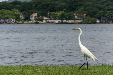 White heron walking near an urban lake