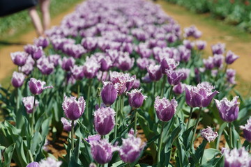 View of tulips during spring time north of Dallas, Texas, USA. 