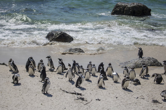 Penguins