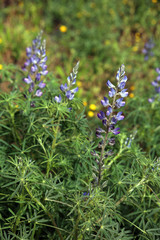 Schmalblättrige Lupine Lupinus angustifolius