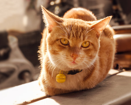 Close-up portrait of street orange cat with a collar lit by the sun looks into the camera.