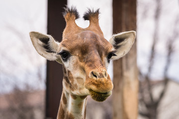 The giraffe (Giraffa) portrait pic (wildlife photo)