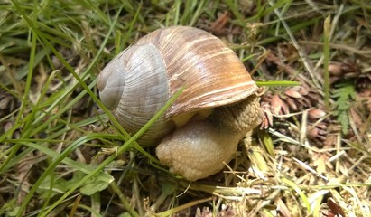 Weinbergschnecke