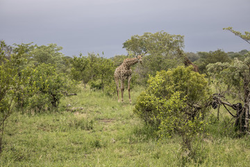 Fototapeta na wymiar Animals in Africa