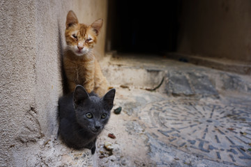 Kitties in an alley