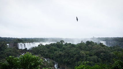 A bird flying over Iguazu Falls