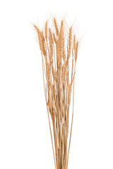 Fototapeta premium Brown dried wheat crop. Studio shot isolated on white