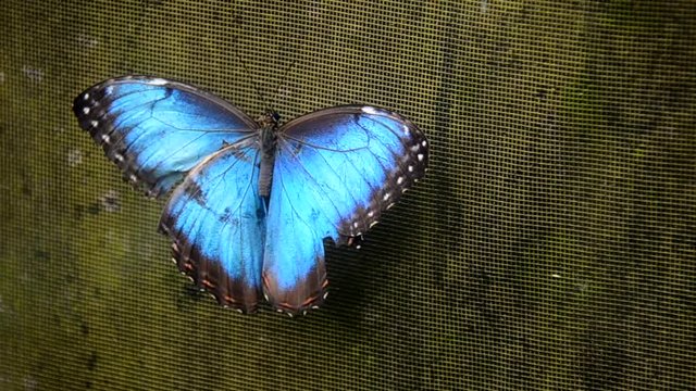 costa rica blue morhpo butterfly