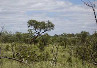 Animals in Africa
