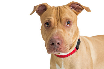 CLoseup Large Breed Terrier Dog Over White