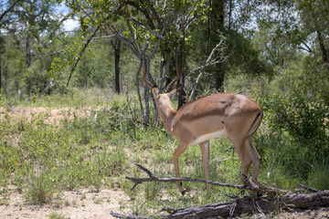 Animals in Africa