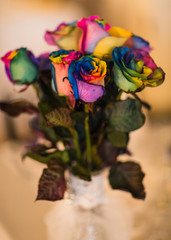 Fototapeta na wymiar Rainbow Painted Natural Roses 