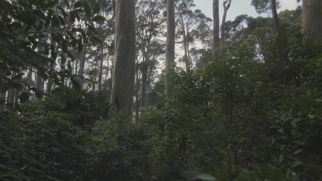 First person point of view of walking in gum forest