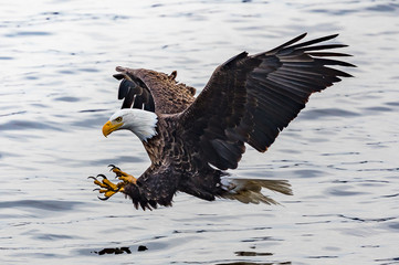 Baldeagle Fishing 