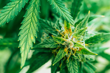 Macro buds of marijuana trichomes cbd thc. Concepts of legalizing medicinal herbs weed, bud...