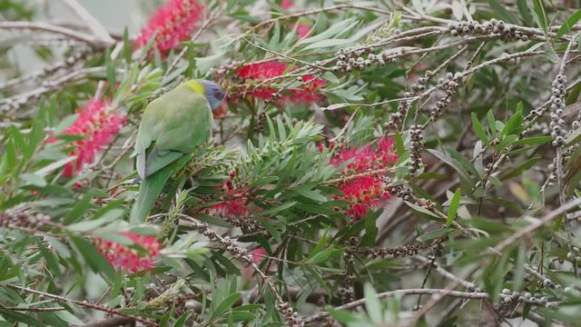 wild parrot in Australia