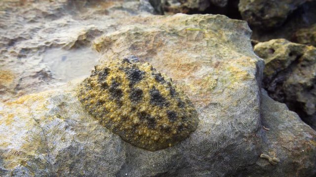 Onchidiidae are a family of small, air-breathing sea slugs. Maldives