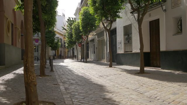 Trees on a cobblestone street