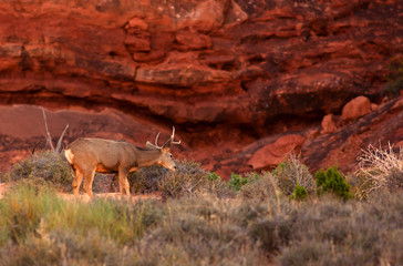 Mule Deer, Sunrise