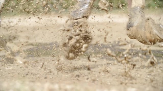Horse splash water puddle close up slow motion 4K