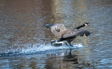 Canada Goose Landing On Water