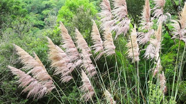 Capim-dos-pampas ao vento