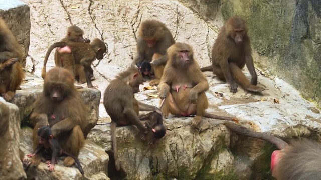 Family Troop of Baboons of Varying Ages on the Rocks