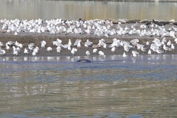 Goat Rock Beach is located between Goat Rock Point and the Russian River along the Sonoma County shore near the town of Jenner. The Russian River, with its mouth at the north end of Goat Rock Beach.