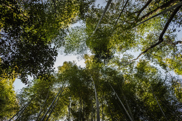 Fototapeta premium Bamboo