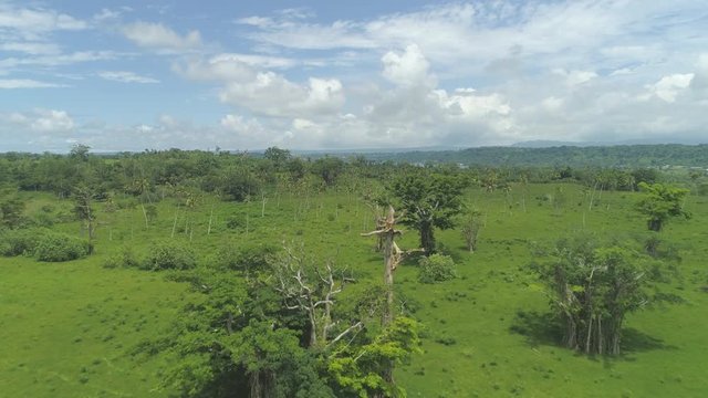 AERIAL: Amazing vivid green palm tree plantations spread across exotic island on perfect summer day. Breathtaking untouched jungle covering majority of vast remote landscape in sunny Pacific Islands.