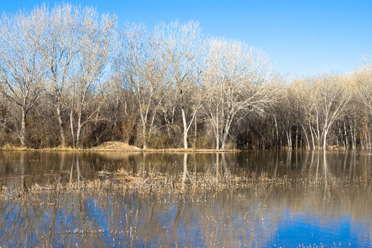 Wetland and forest in very early spring at Bosque del Apache National Wildlife Refuge in New Mexico