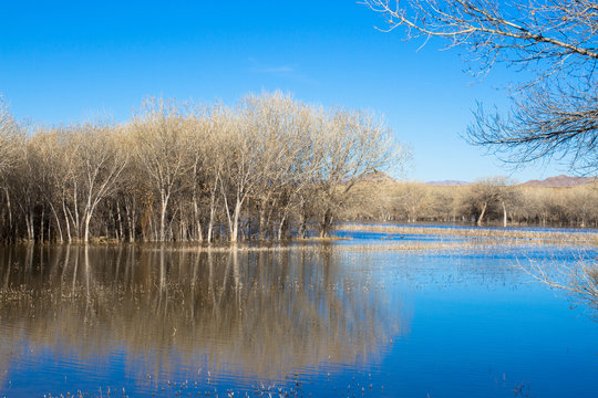 Wetland and forest in very early spring at Bosque del Apache National Wildlife Refuge in New Mexico