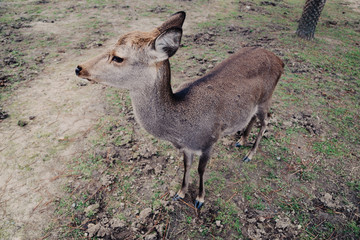 Nara deer park in Japan