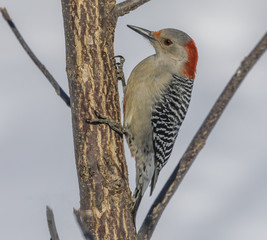 Red Bellied Woodpecker