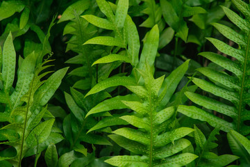 Creative layout made of green leaves, Nature concept