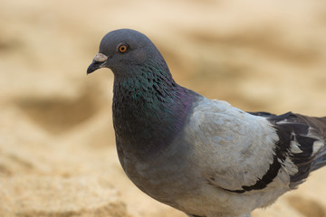 Pigeon on a beach