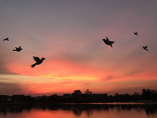 Colorful sky sunset with bird on the lake background