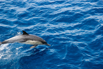 Fototapeta premium Dolphin flying in open air over ocean surface near Ventura coast, Southern California