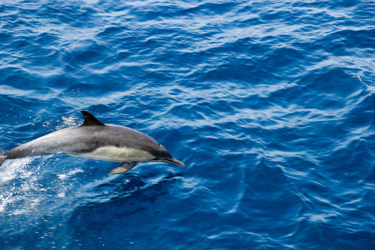 Dolphin flying in open air over ocean surface near Ventura coast, Southern California