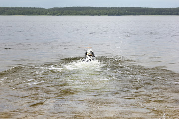 Funny dog, dalmatian, swims for a stick on the lake. Clear transparent water, wild nature, sunny summer day.