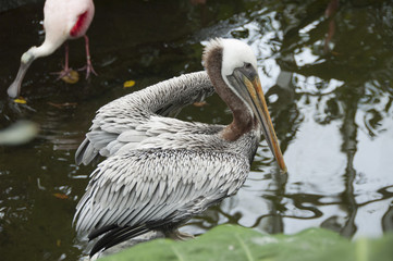 Pelican in a Pond
