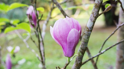 Pink Magnolia flower in a garden.