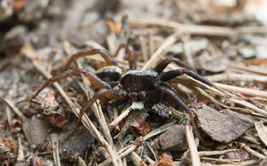 Pardosa  wolf spider