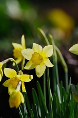 Lent lily (Daffodils)
