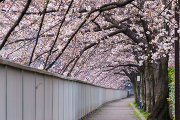 門前仲町　桜